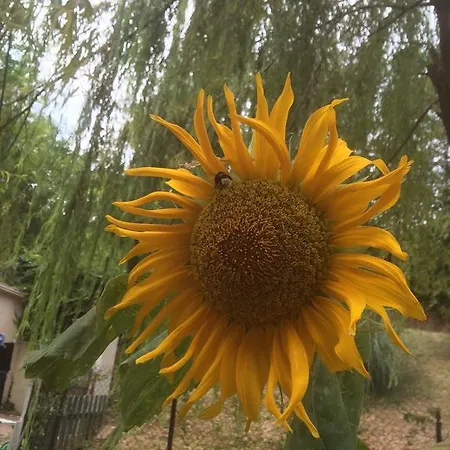 Ca Del Gallo In Langa * Манго